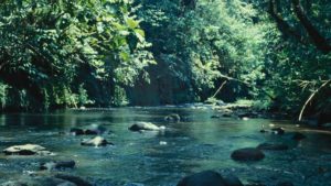 Voices of the Rainforest, A Day in the Life of Bosavi Demo