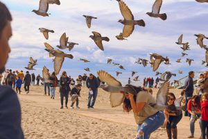 Birds swarming beachgoers, Los Angeles
