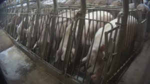 Rows of pigs in cages