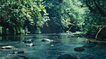 Voices of the Rainforest preview. Voices of the Rainforest, A Day in the Life of Bosavi Demo