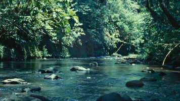 Voices of the Rainforest, A Day in the Life of Bosavi Demo