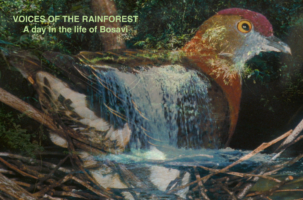 Voices of the Rainforest Film Poster Voices of the Rainforest Film Poster