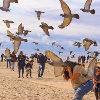 Birds swarming beachgoers, Los Angeles